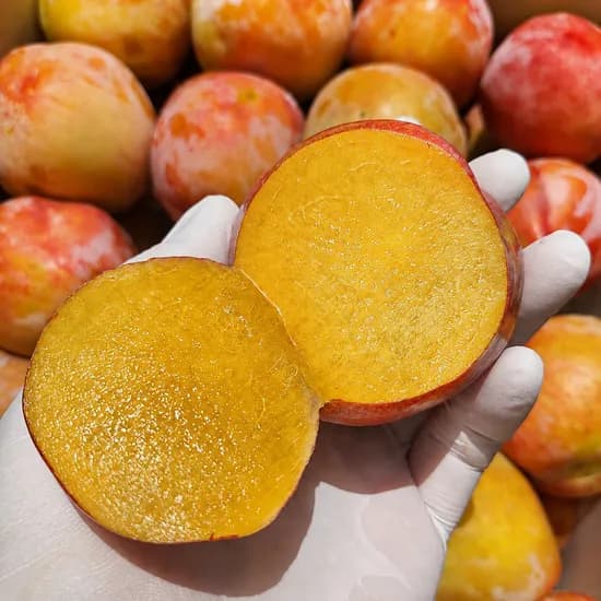 국내산 추희 자두 2kg 과소담 고당도 왕자두 제철 꿀 자두