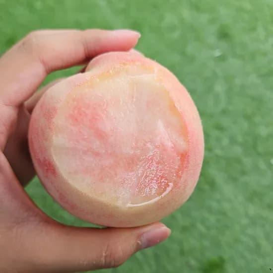 윗집아들네 프리미엄 천중도 백도 딱딱이복숭아 말랑이복숭아 외 1종