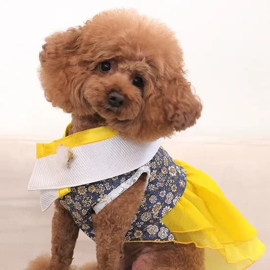 강아지 한복 케이프 목도리 애견 명절 추석 설날 고양이케이프 XS