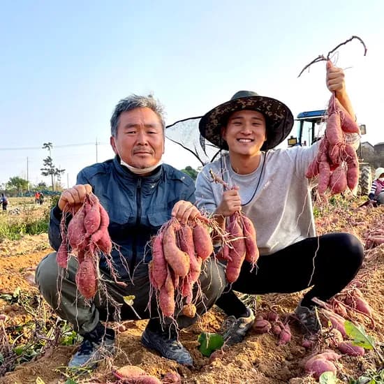 영암 꿀 고구마 대왕 3kg 베니하루카 황금호박고구마