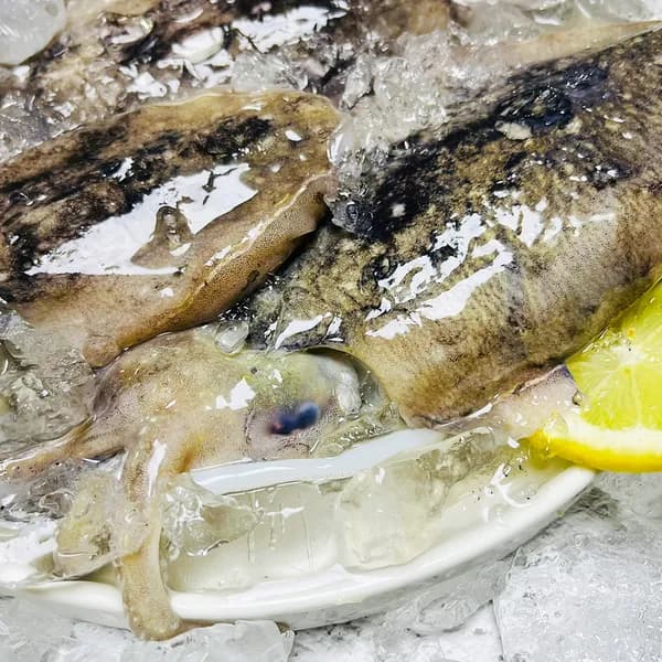 제철 생물 갑오징어 1kg 활 숙회 안주추천