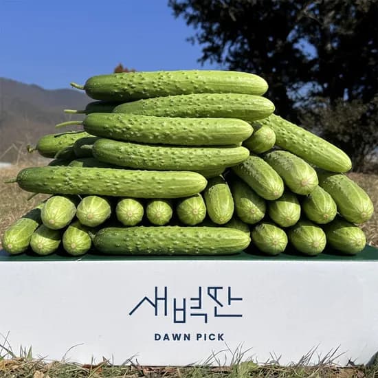 국내산 상주 백다다기 백오이 2kg, 10개