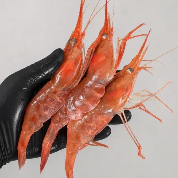 청정씨푸드 동해안 활 단새우 500g 손질 20p