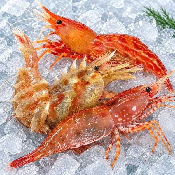 청정씨푸드 독도 활 꽃새우 닭새우 도화새우 생물 급냉 동해안 500g