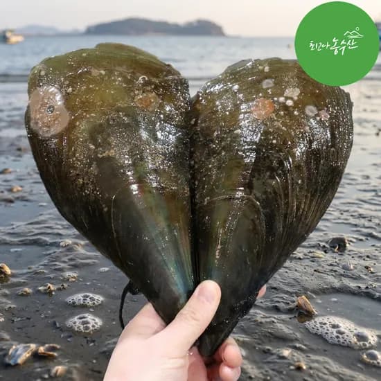 키조개 관자 회 키조개구이 손질 조개찜 캠핑 통 관자살 생물