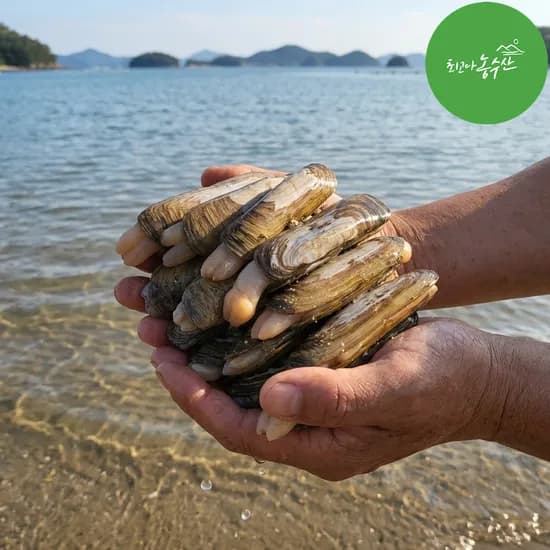 맛조개 대맛조개 가리맛조개 제철 남해안 자연산 캠핑 조개구이