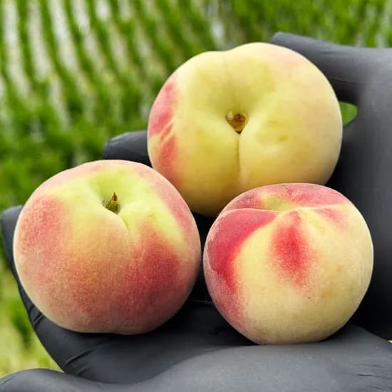 영천 대극천납작복숭아 1kg 2kg