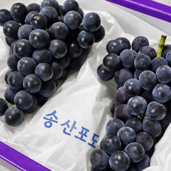 산지직송 캠벨포도 송산포도