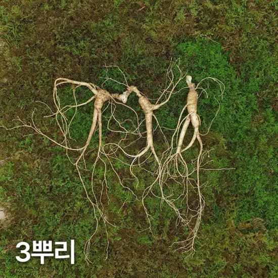7 8년근 최상품 3뿌리 산양산삼 산양삼 장뇌삼 장뇌산삼