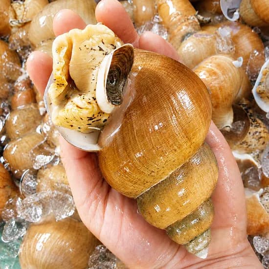 동해안 생물 백골뱅이 1kg 자연산 골뱅이 백고동 냉동