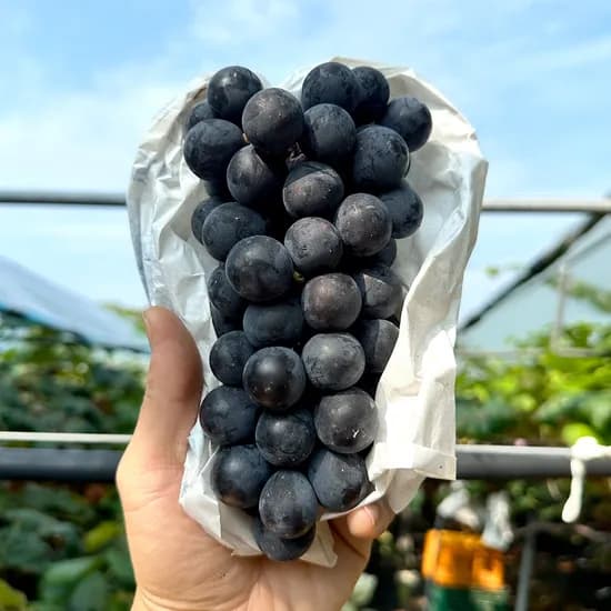 국내산 거봉 포도 1.5kg 3kg 2kg 4kg