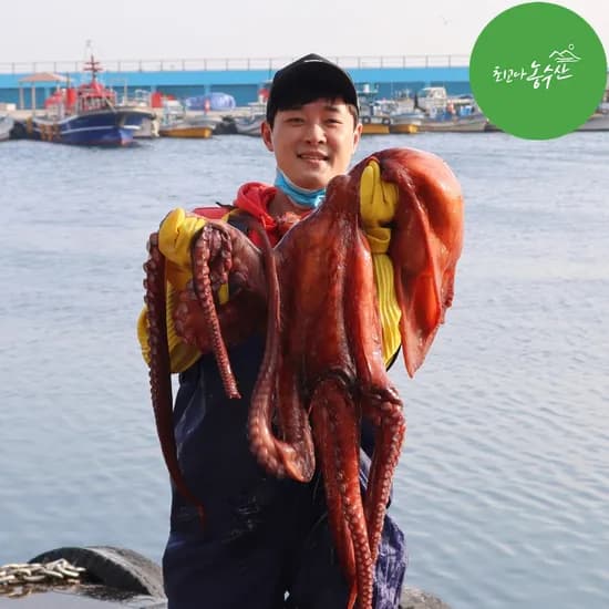 동해 피문어 참문어 대왕 문어 숙회 자숙