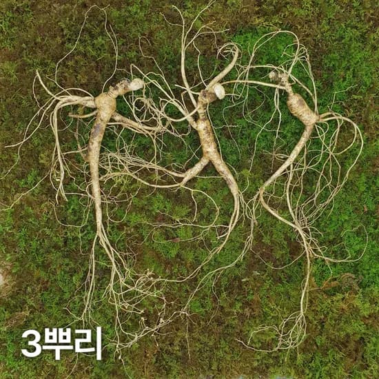 10년근 최상품 3뿌리 산양산삼 산양삼 장뇌삼 장뇌산삼
