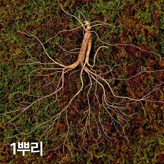 12,15년근 야생삼 1뿌리 산양산삼 산양삼 장뇌삼 장뇌산삼