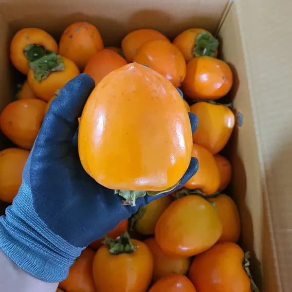 상주삼백곶감 곶감용 둥시감 대봉감 생감 홍시 연시 5kg 10kg