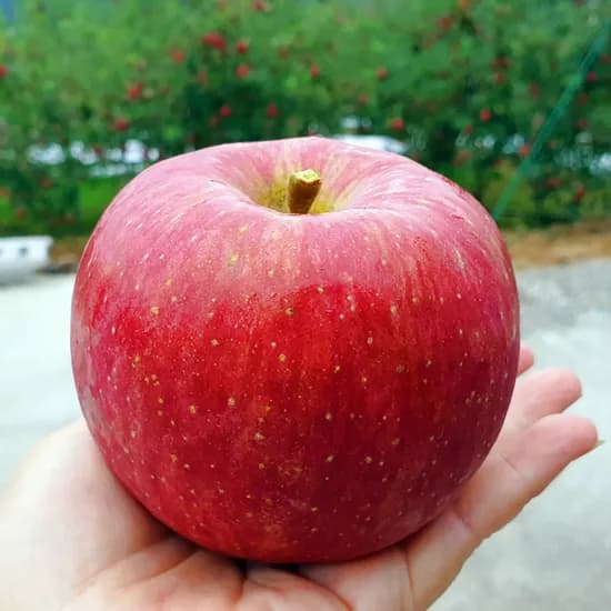 안동 부사 홍로 아리수 5kg 3kg 사과 선물세트 아오리 썸머킹 가정용 흠사과 제수용 선물용 유명한곳 추석 설 여름 초록 풋 청사과 햇사과 꿀사과 낙과 보조개 쥬스용 과일 경북