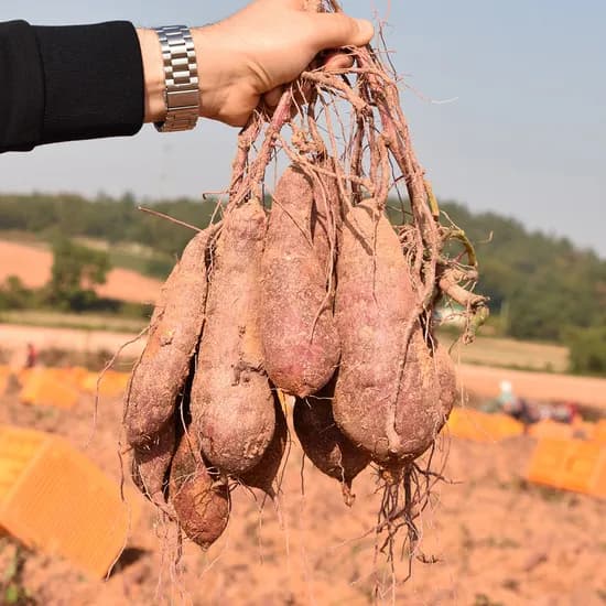산지직송 호풍미 햇고구마 3kg 5kg