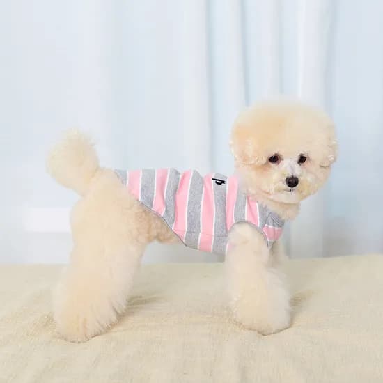 강아지봄옷 강아지나시 펫츠랜드 단가라봉봉티셔츠