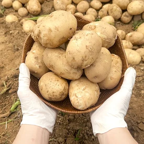 햇감자 수미감자 홍감자 3kg 5kg 산지직송