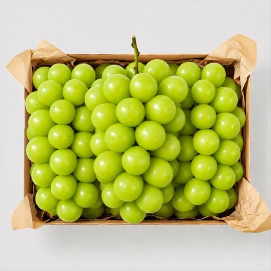 수출용 샤인머스캣 김천 GAP 샤인머스켓 1.5kg 2kg