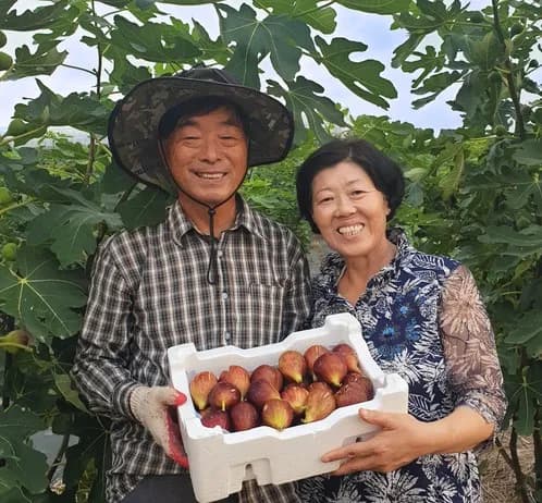 전남함평 GAP 무화과 홍무화과 1kg