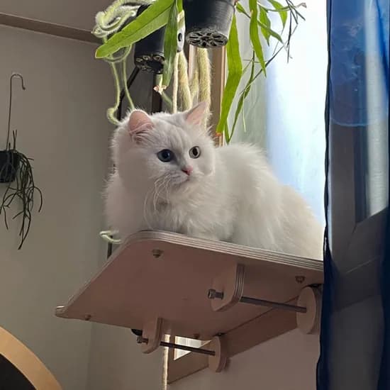 캣돌 냥틀 소형 카펫미포함 고양이 창문 선반 창틀 해먹 윈도우 캣타워