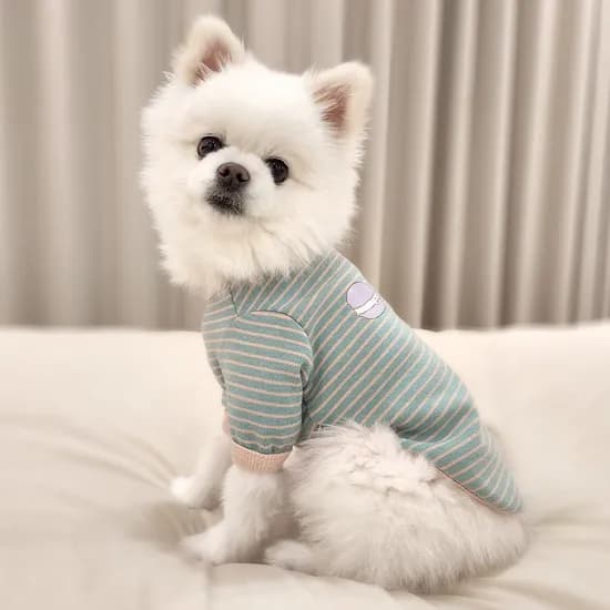 반려견 봄옷 강아지 실내복 내복 티셔츠 달콤
