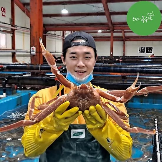 러시아대게 박달 대게 활 자숙 찜 대개 선어