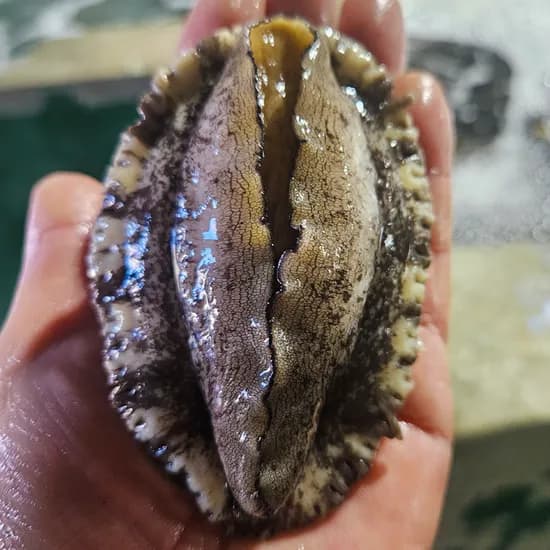 완도 활전복 대사이즈 8미 10미 산소포장 산지직송 전복구이 전복죽 친절한어부씨