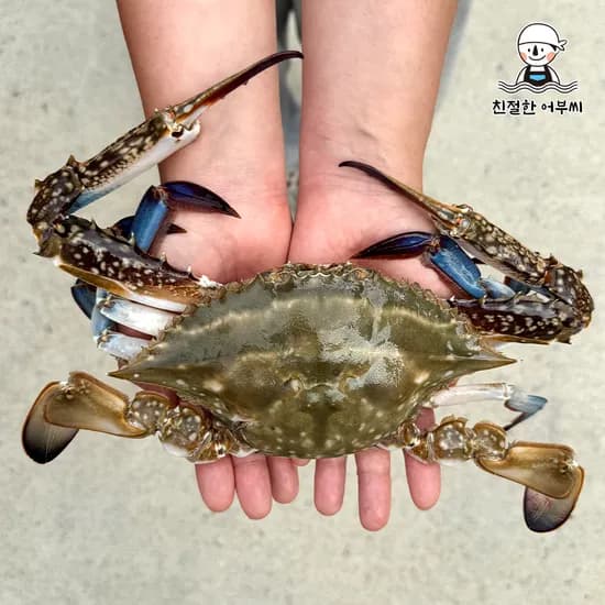 꽃게 제철 활 숫꽃게 톱밥 가을 생물 급냉 냉동 1kg 2kg 3kg