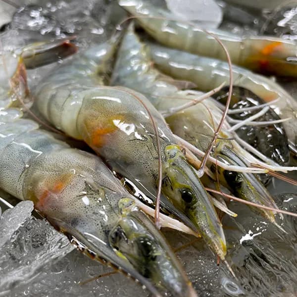 26년 국내산 활 흰다리 새우 활새우 횟감 소금구이 1kg
