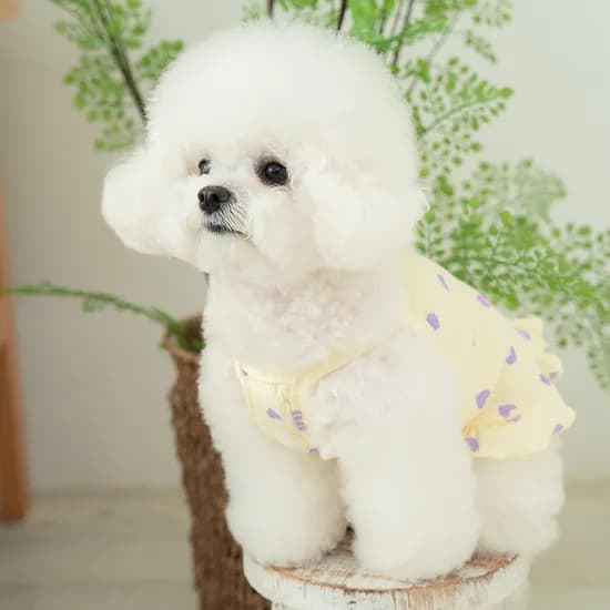 러브프릴나시티