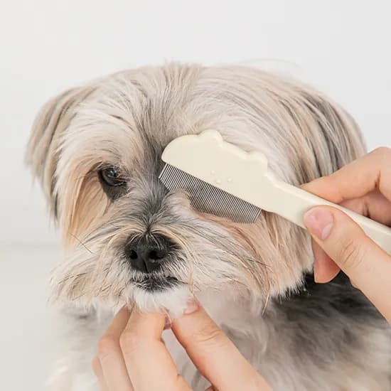 바잇미 젤리곰 라운드 페이스콤 강아지 고양이 얼굴 브러시 눈물 눈꼽 빗