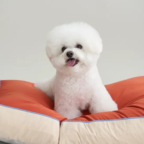 뜯김없는 알러지케어 강아지방석 고양이 애견방석