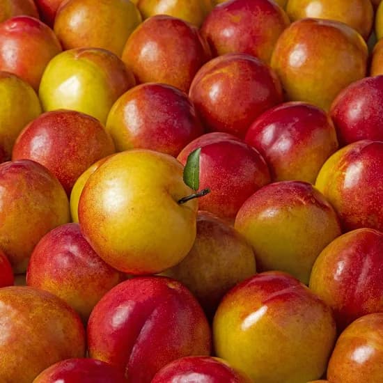 당일수확 새콤달콤 후무사 자두 2kg