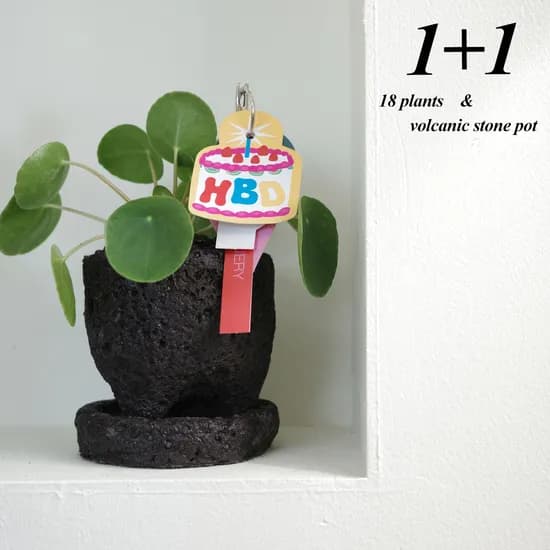 행운목 1+1 인테리어 식물 화산석 화분