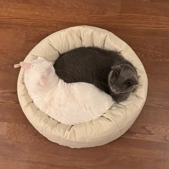 고양이 누빔 빈백