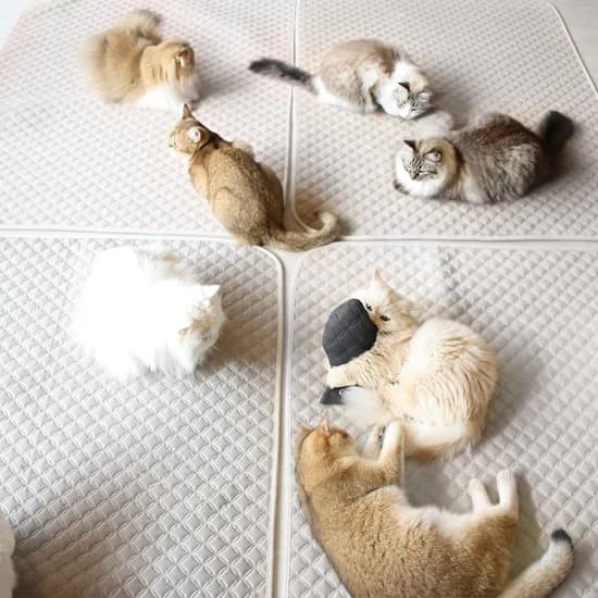 초코펫 고양이 스크래쳐 반영구 놀이방 냥이 행복 카페트