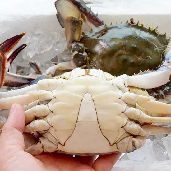 국내산 제철 생물꽃게 2kg / 4kg