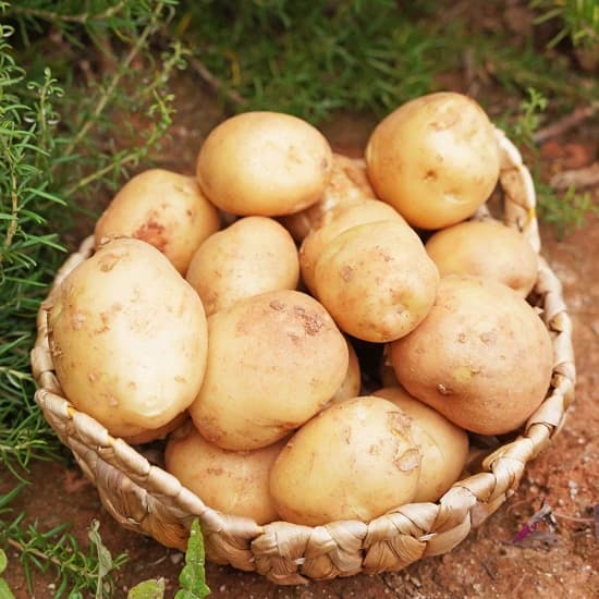 생칼국수 6인분(4,054원) 생수제비 6인분(4,504원) 생연어회(7,114원) 깐대파 2kg(5,400원) 호두과자 5봉(8,165원) 햇감자(4,564원) 꿀고구마 2kg(3,034원)