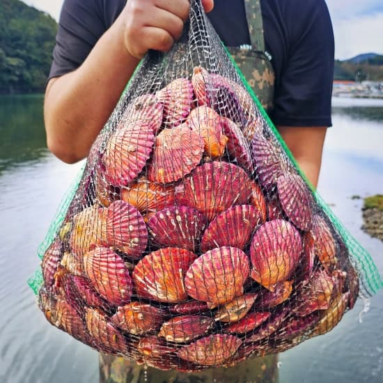 아주부 통영 홍가리비 1kg (3,695원/무료), 홈플러스 시그니처 물티슈 캡형 100매입 X 10개 (7,712원/무료), 몬스터 에너지드링크 울트라 355ml 24개 (26,846원/무료), 원할머니 육개장 600g 6팩 (13,117원/무료), [신세계푸드] 피자 4팩(콤비2+불고기+페퍼로니) (9,502원/무료)