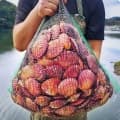 아주부 산지직송 통영 홍가리비 1kg (3,226원/무료)