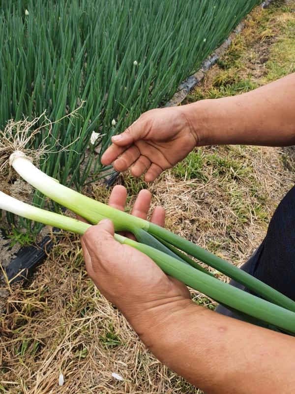 전라도 무안 산지직송 깐 양배추(3~4kg) 2통+양파 1kg(9,270원) 흙대파 1kg(5,274원)1