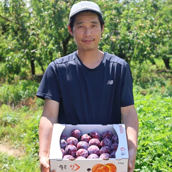 경북 와촌 피자두 1kg 특품 외 (8,700원/무배)