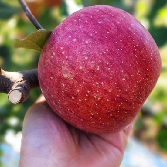 밀양 얼음골 사과 5KG (20과내외) (29,750원/무료)