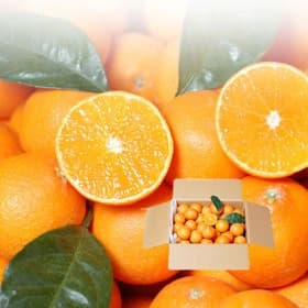 제주감귤 10kg 대과 (13,700원/무배)7