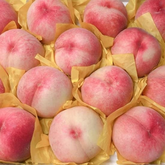 첫 출하! 경북 햇 하우스 복숭아 1kg(7-9과) (11,756원/무료)