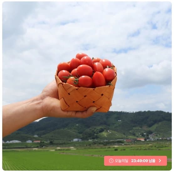 대추방울토마토 로얄과 2kg (11,700원/무배) (토스페이)5