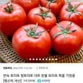 완숙토마토 주스용 2kg 혼합과 (6,000원/멤버십무료)1