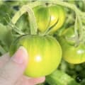 부산 대저 짭짤이 토마토 로얄과 2.5kg (29,900원/무료)1